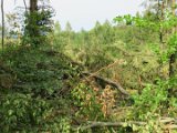2022-05-20 - Tornado beim Sturmtief Emmelinde Solling - Steinlade bis Gehren (14)